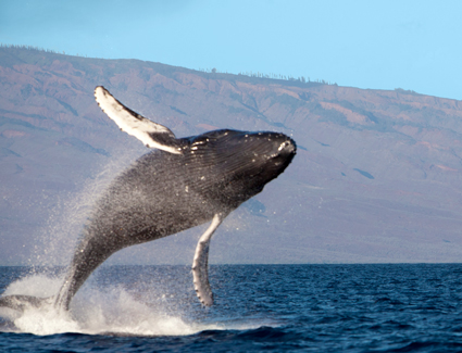 Whale breaching in Hawaii