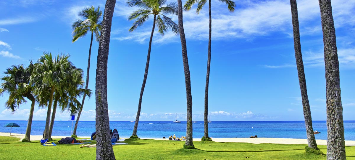 Hawaii beach with palm trees