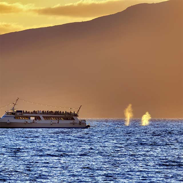 Whales spouting in Maui